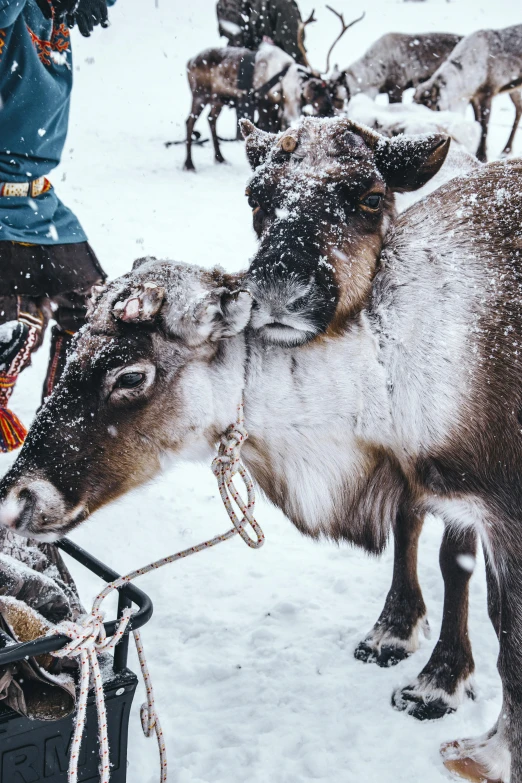 two reindeer being affectionate by a man with a sleigh