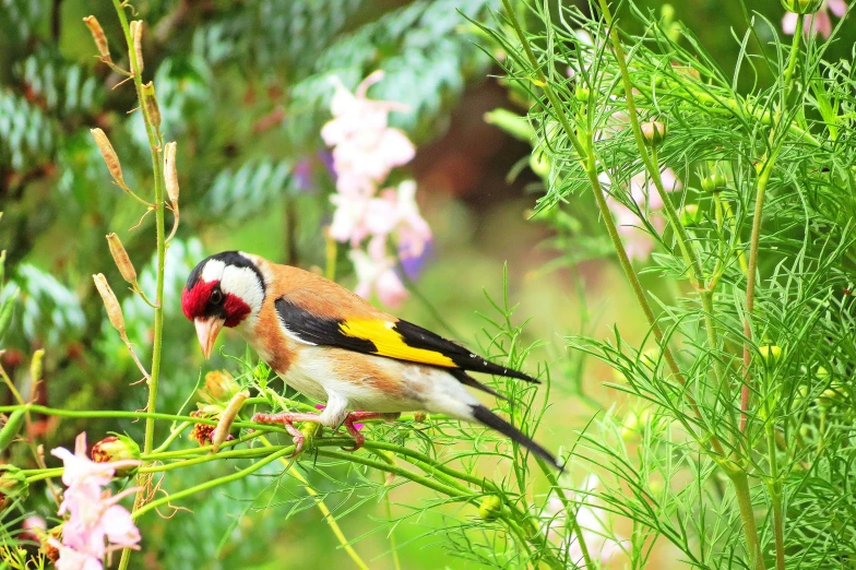 a bird with yellow, black and red on its head sitting on the nches of tree