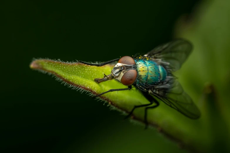 the tiny fly is resting on the green stem