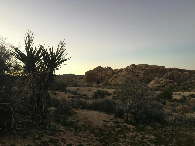 a large green tree in the middle of a desert