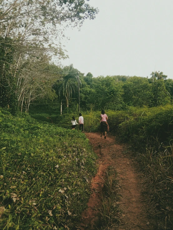 a path in the forest is shown that someone walks on