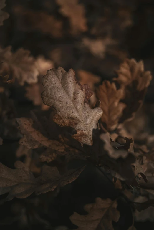 a leaf and some brown leaves that are falling