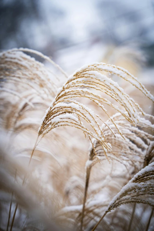 some very pretty long dried grass by a river