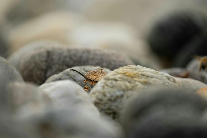 a small brown bug on the rock