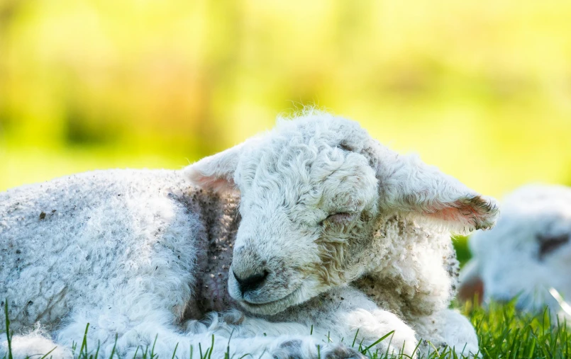 a very cute baby sheep laying in the grass