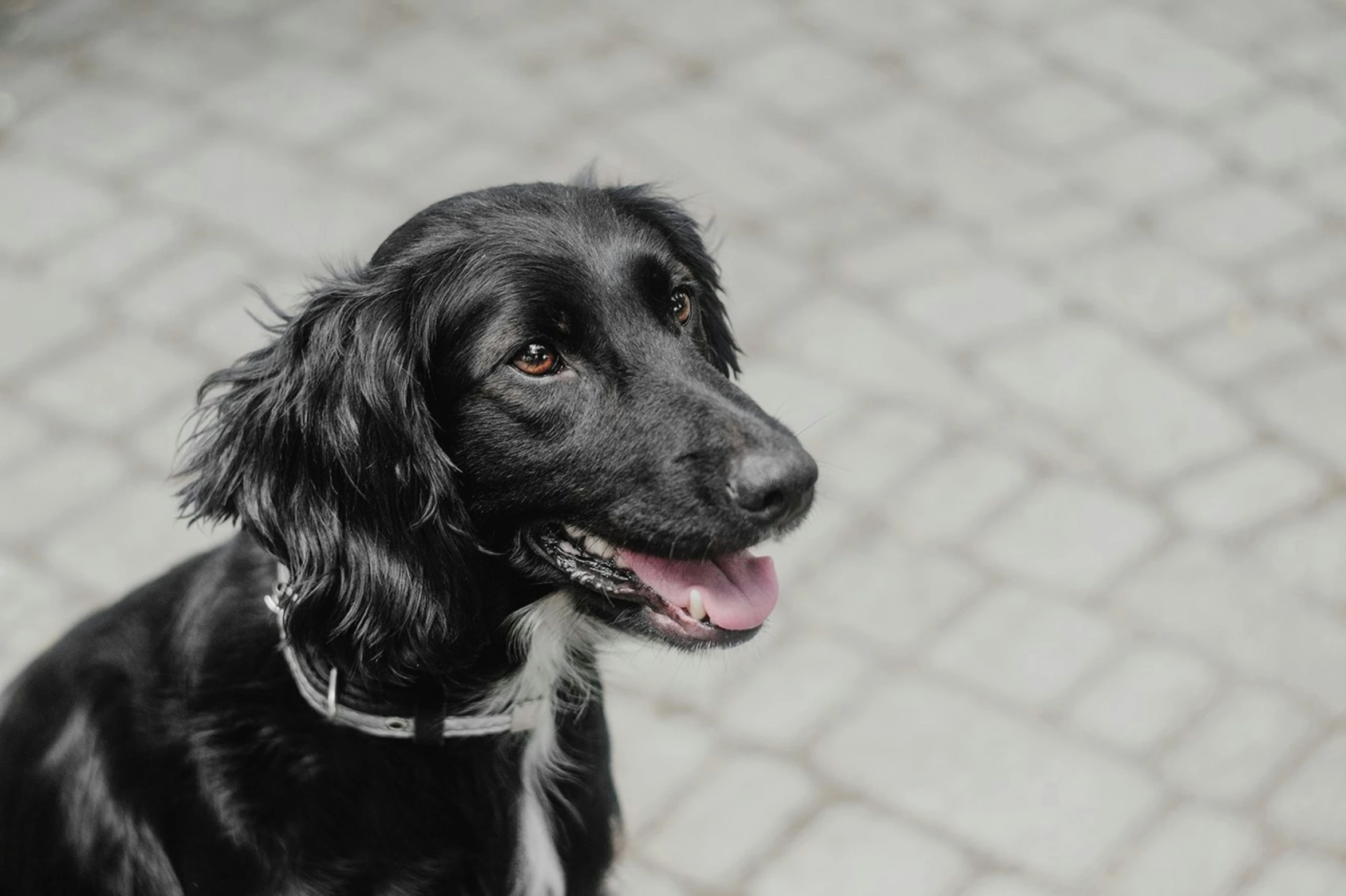 a large black dog with white patches and a collar