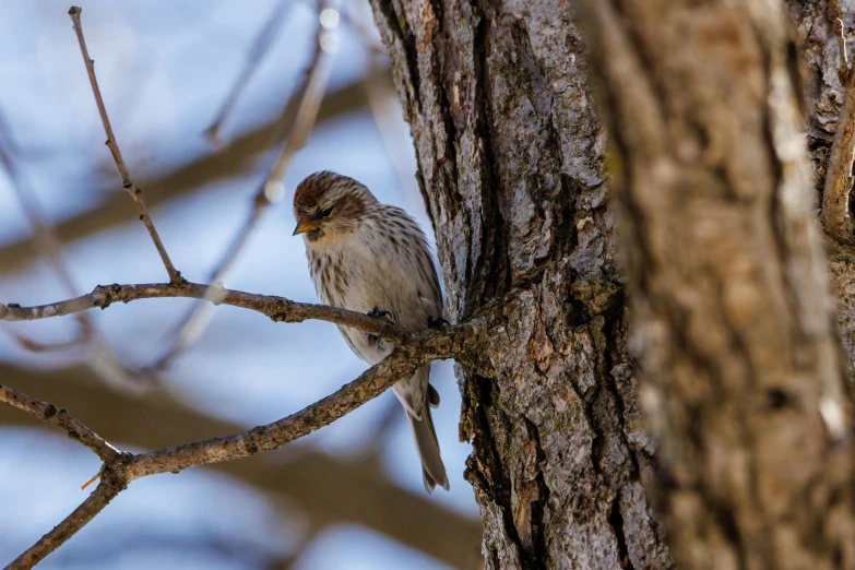 a bird sitting on a tree nch during the day