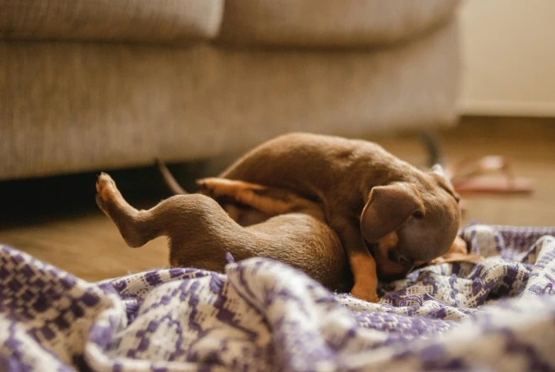 small puppy is playing on a purple blanket