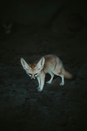 a small animal in a dark area, looking at soing