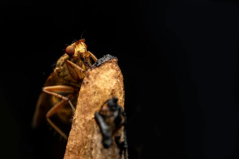 a close up s of a bug with black background