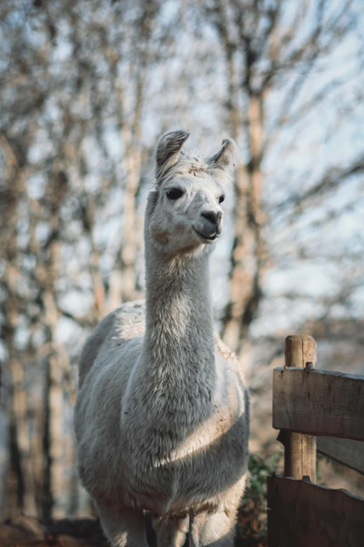 a white lama standing on top of a fence