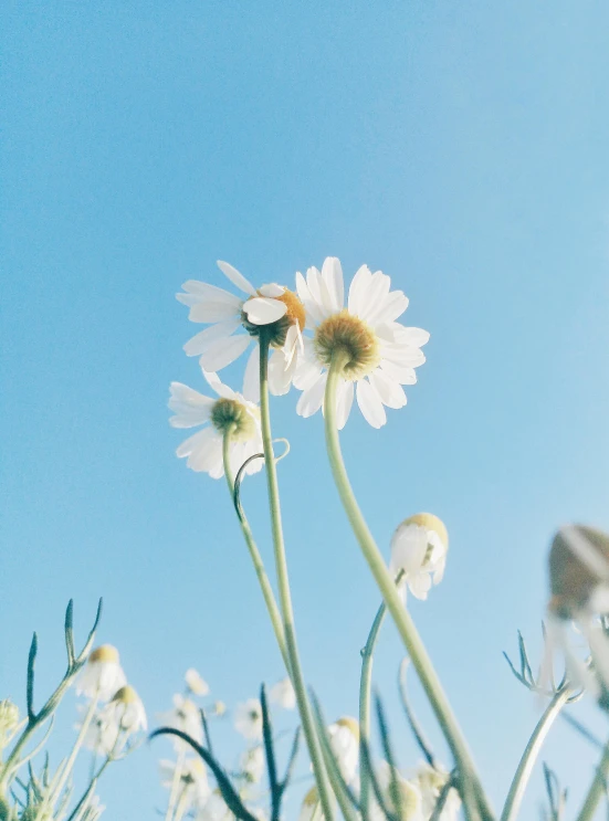 some white flowers on a blue sky background