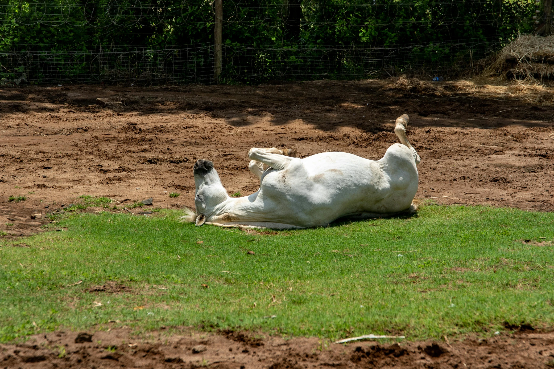 the white horse is lying down in the field