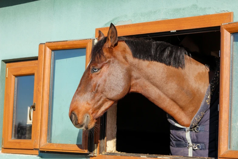 a brown horse sticking its head out of a window