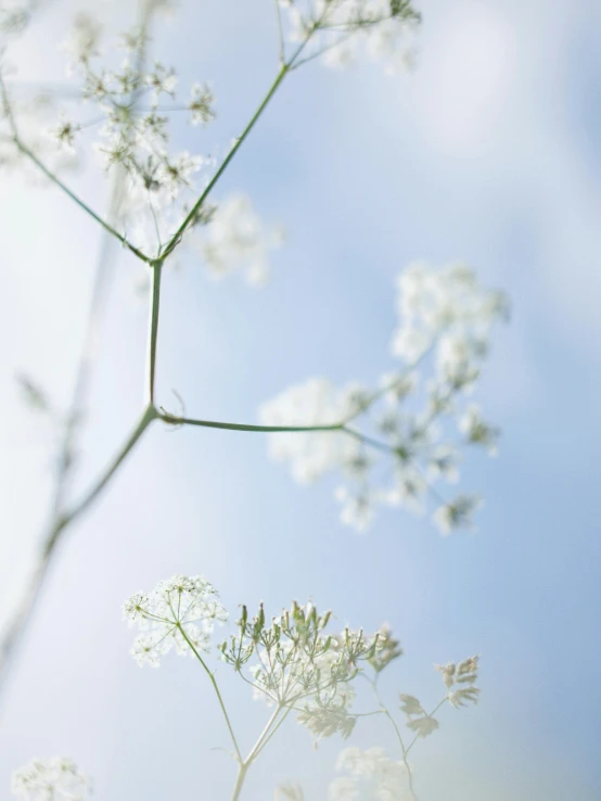 several white flowers are shown on this sunny day