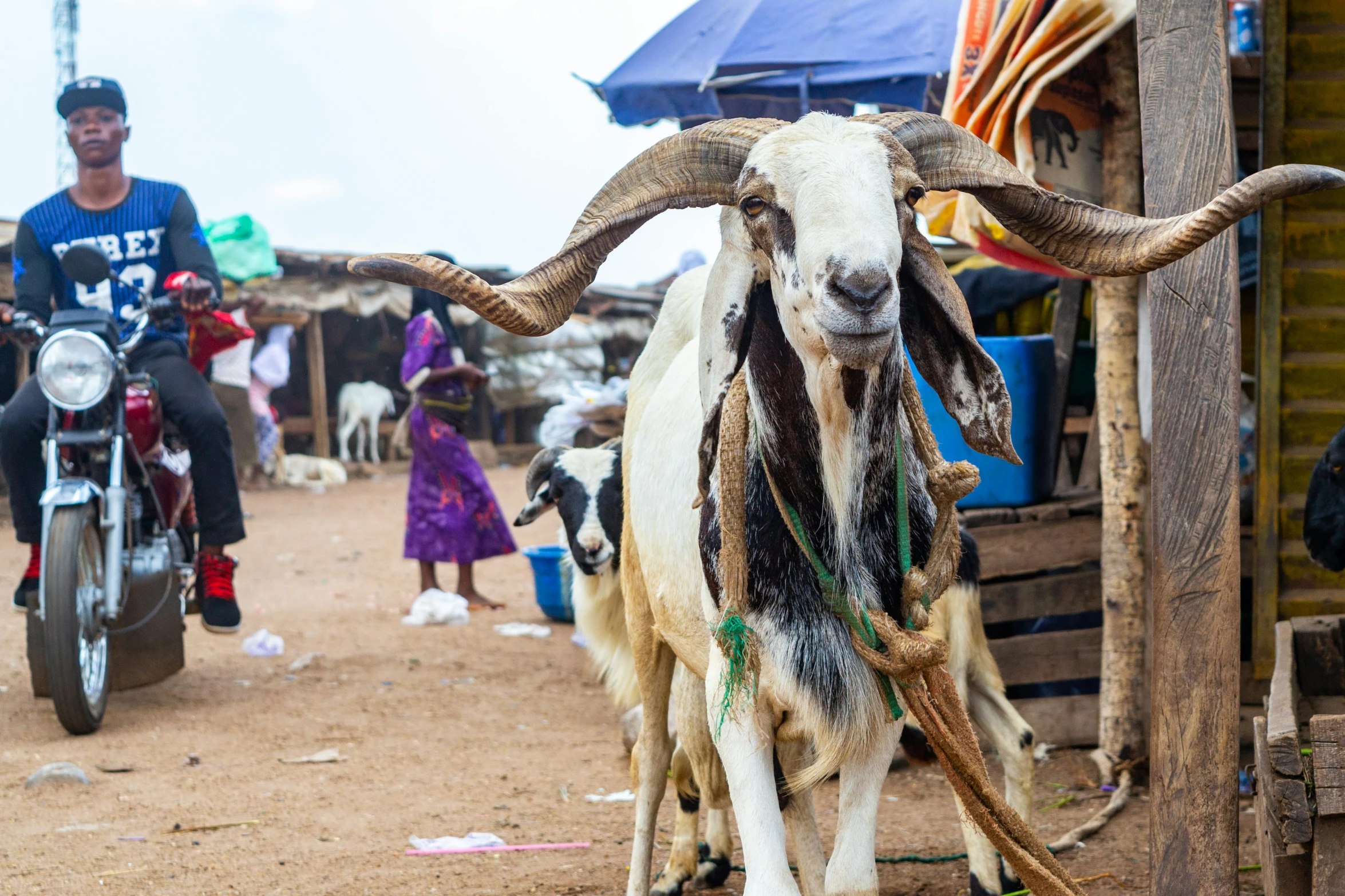 an animal with long horns standing next to a building