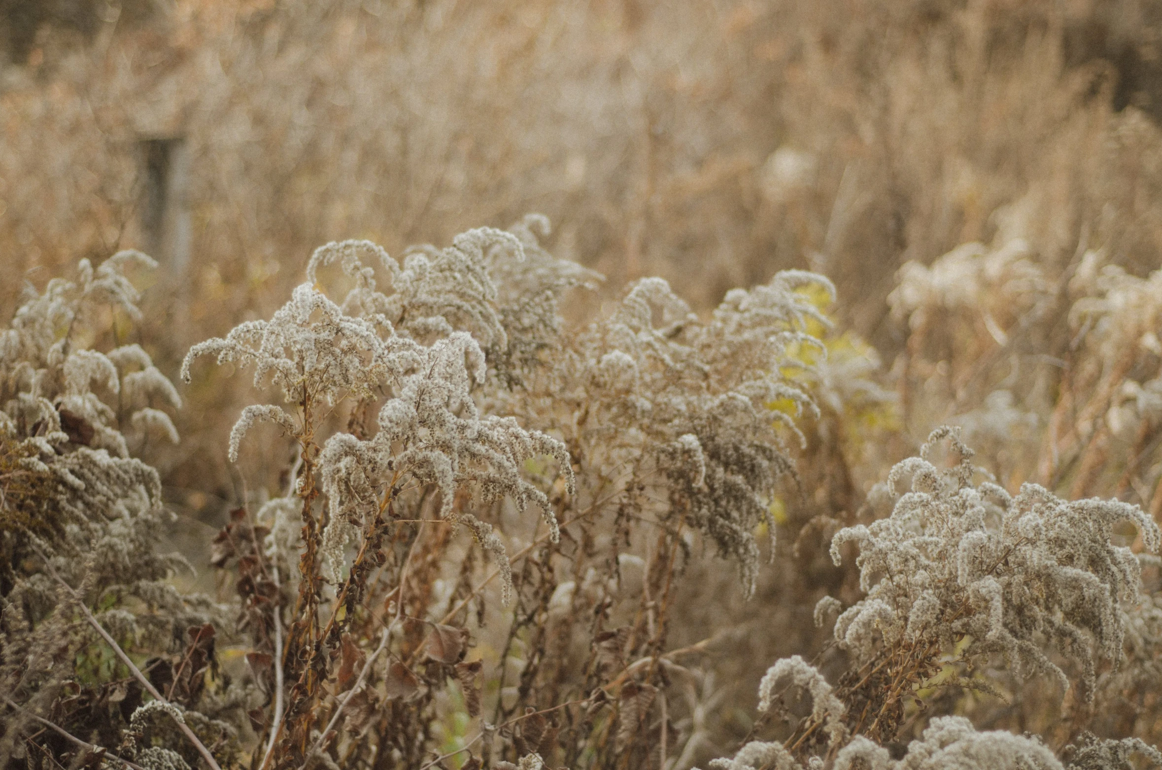 a small bird is perched in tall, dead grass