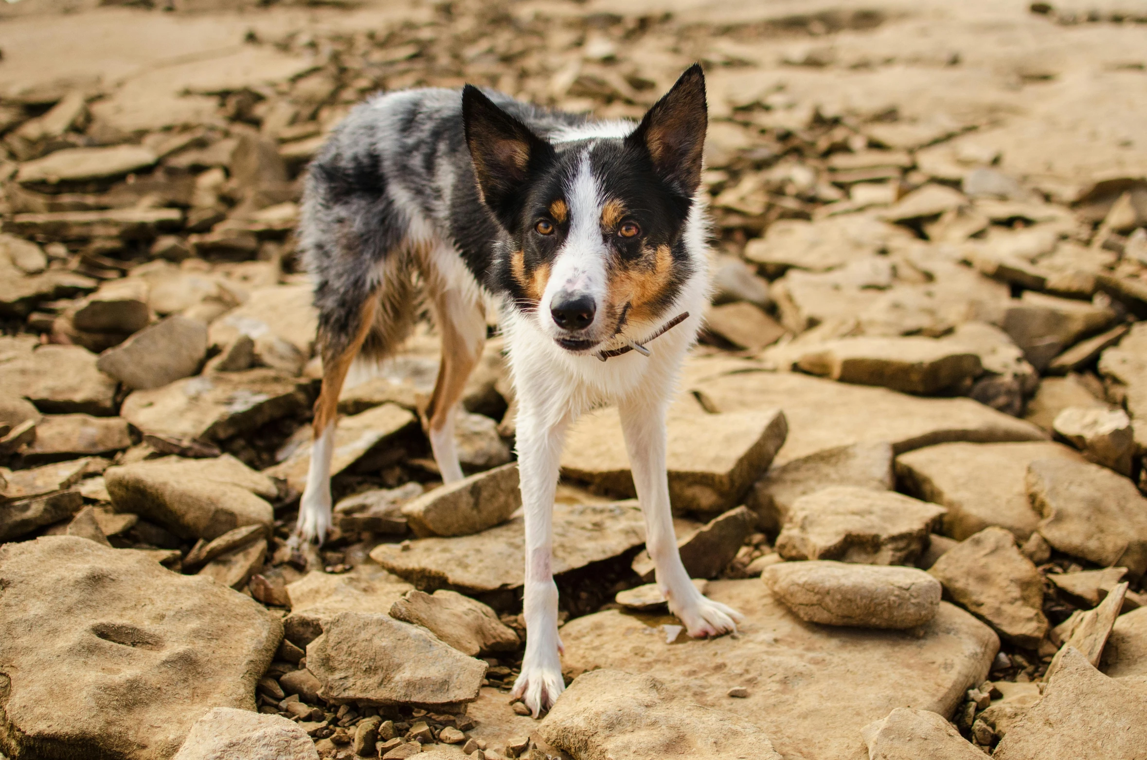 a small dog is standing among the rocks