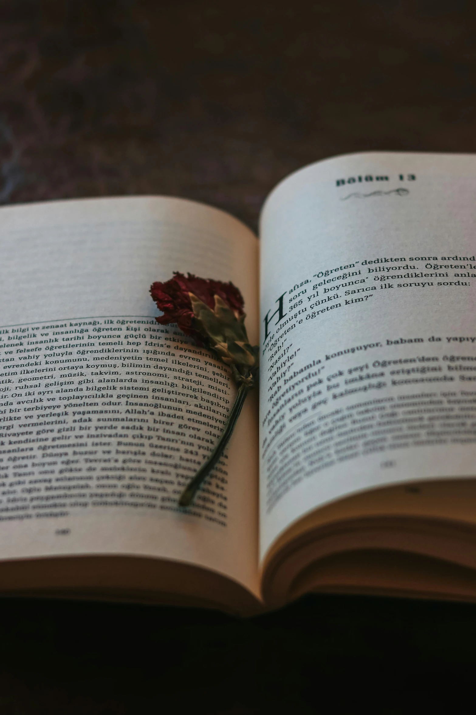 an open book with a rose stem laying on it