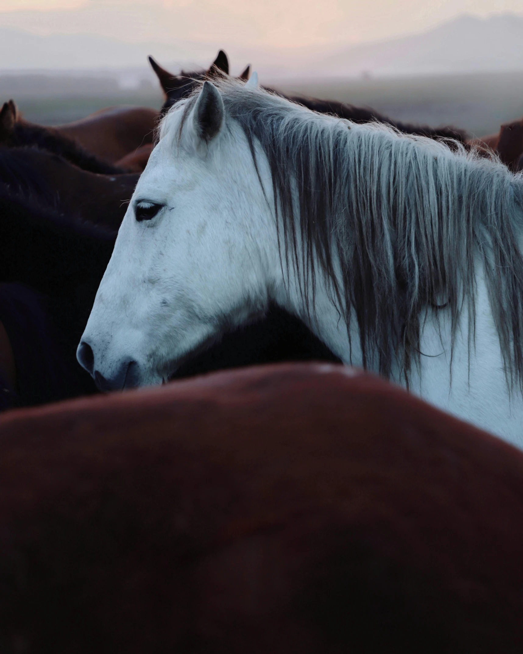 a horse is standing in a group of other horses