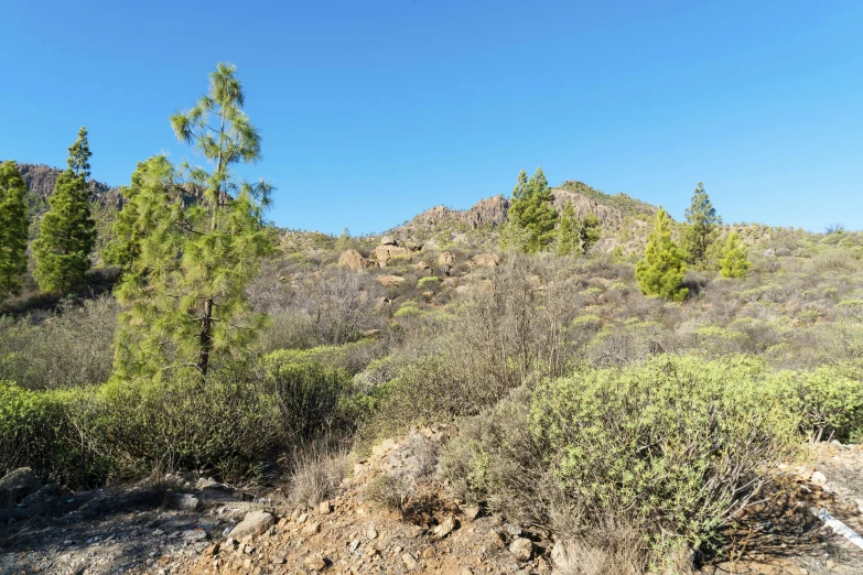 a large tree that is growing in the desert