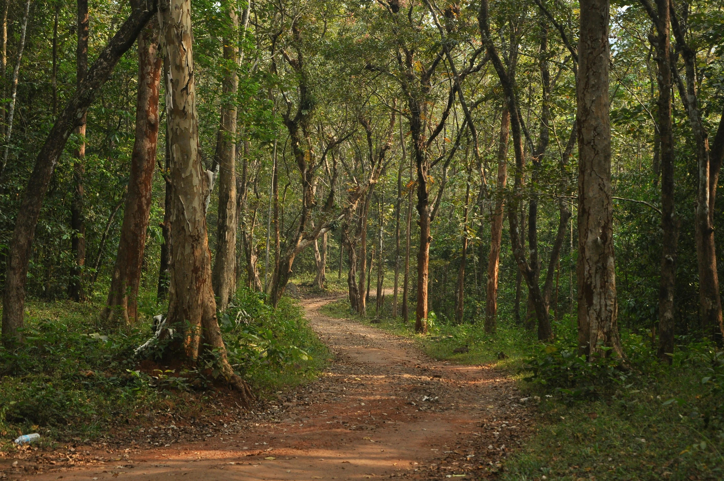 a dirt road between the trees and grass