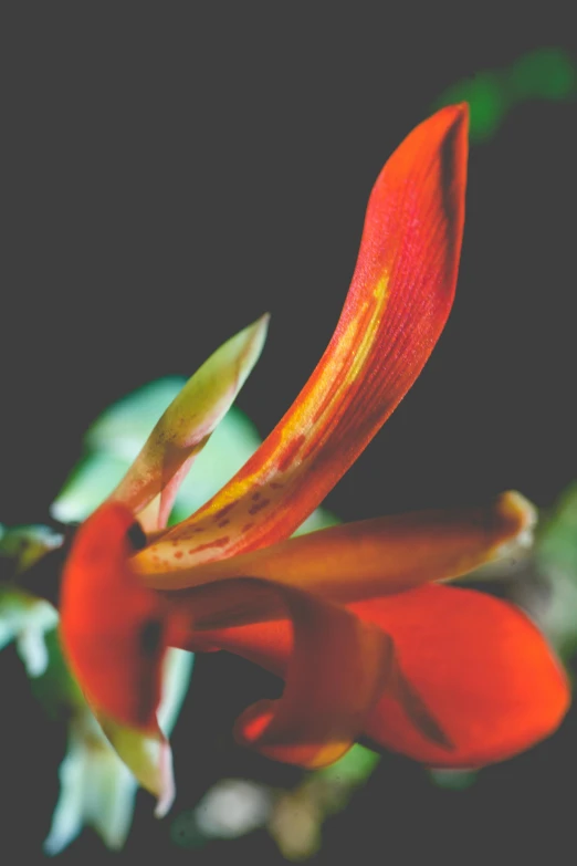 a red flower that is growing on a plant