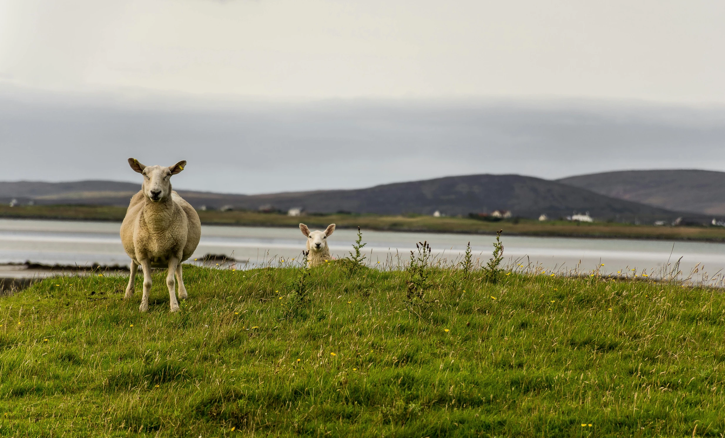 two sheep standing on a grass hillside near water