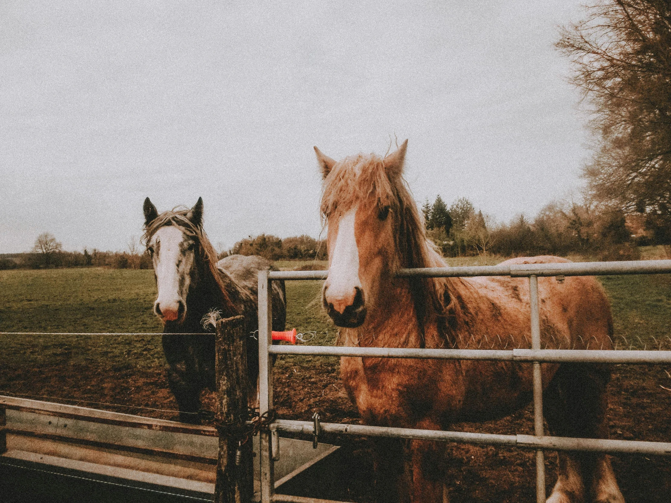 two horses look over the gate of a horse pen