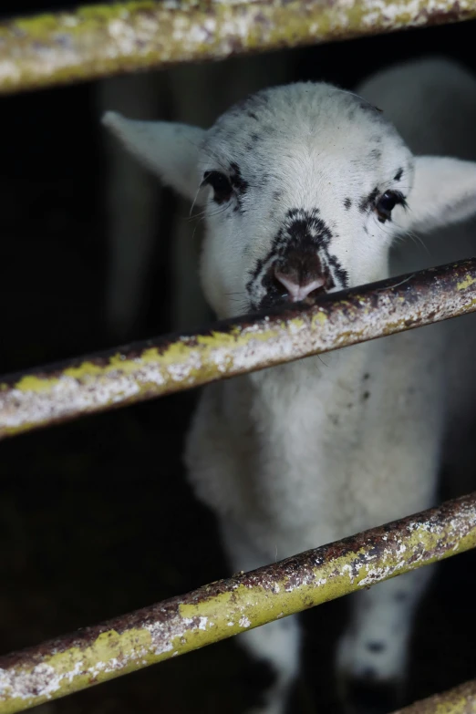 a white sheep peering from a grate with one eye open