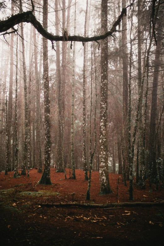 a forest filled with tall trees covered in snow