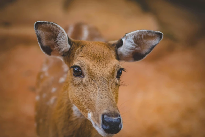 a baby deer that is standing in front of the camera