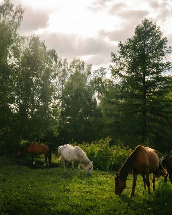 several horses standing in a grassy field with trees in the background