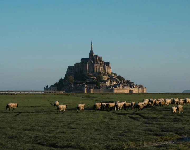 sheep are grazing in a field by the island