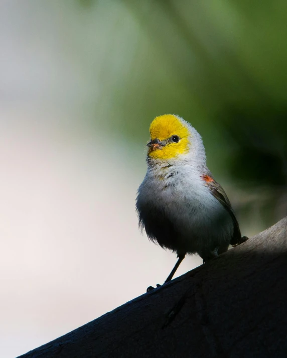 this bird has yellow on the top of it's head