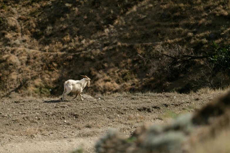 an animal stands in the middle of the dirt