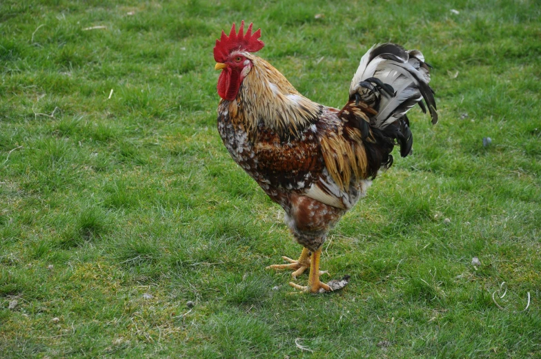 a rooster with a red, white and black comb standing on a green lawn