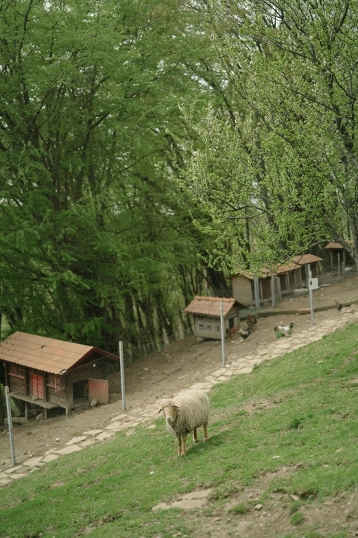 a sheep in a field with houses next to it