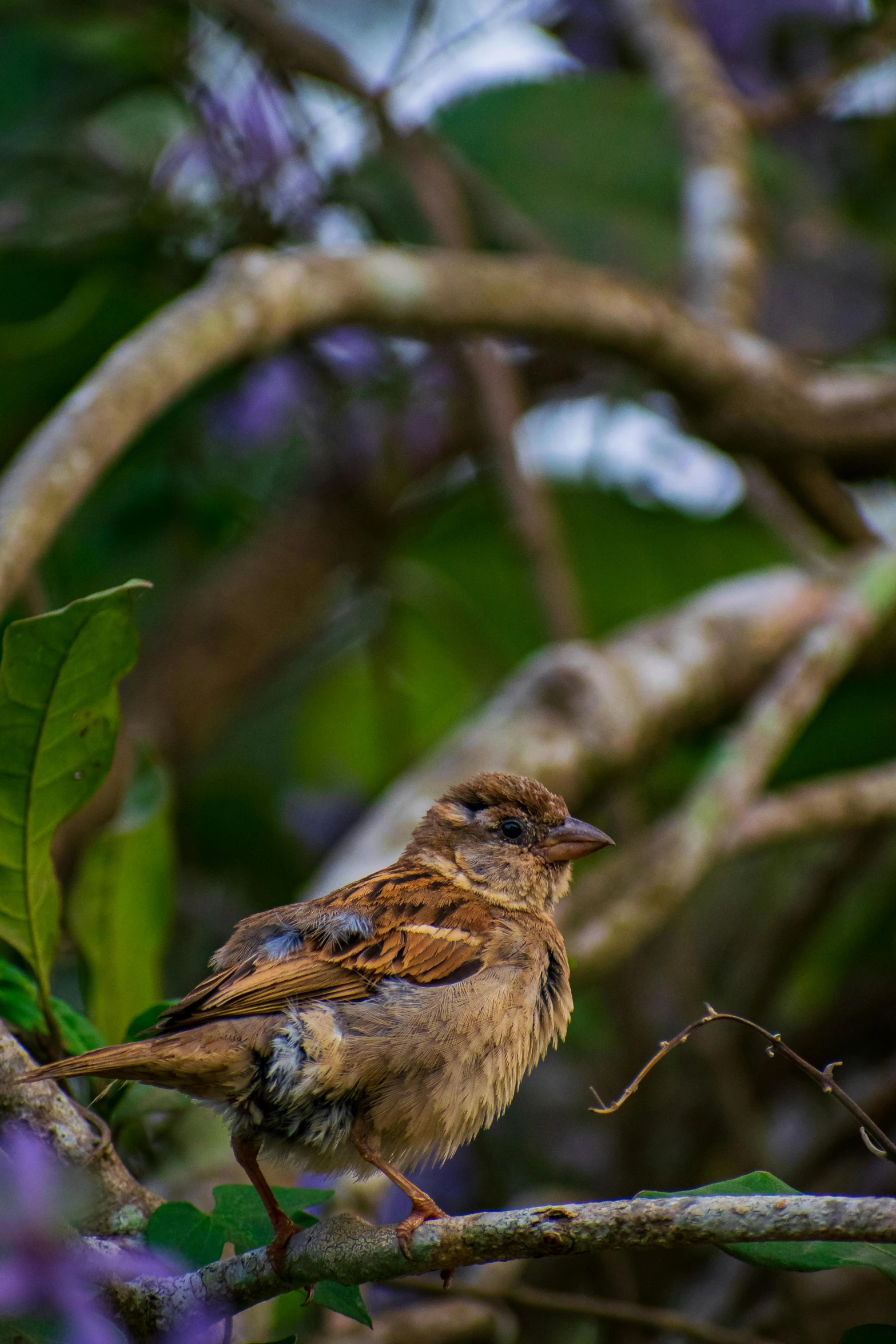 a bird sitting on a nch of a tree