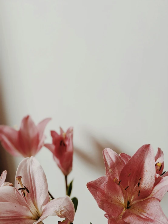 three pink flowers are in the vase