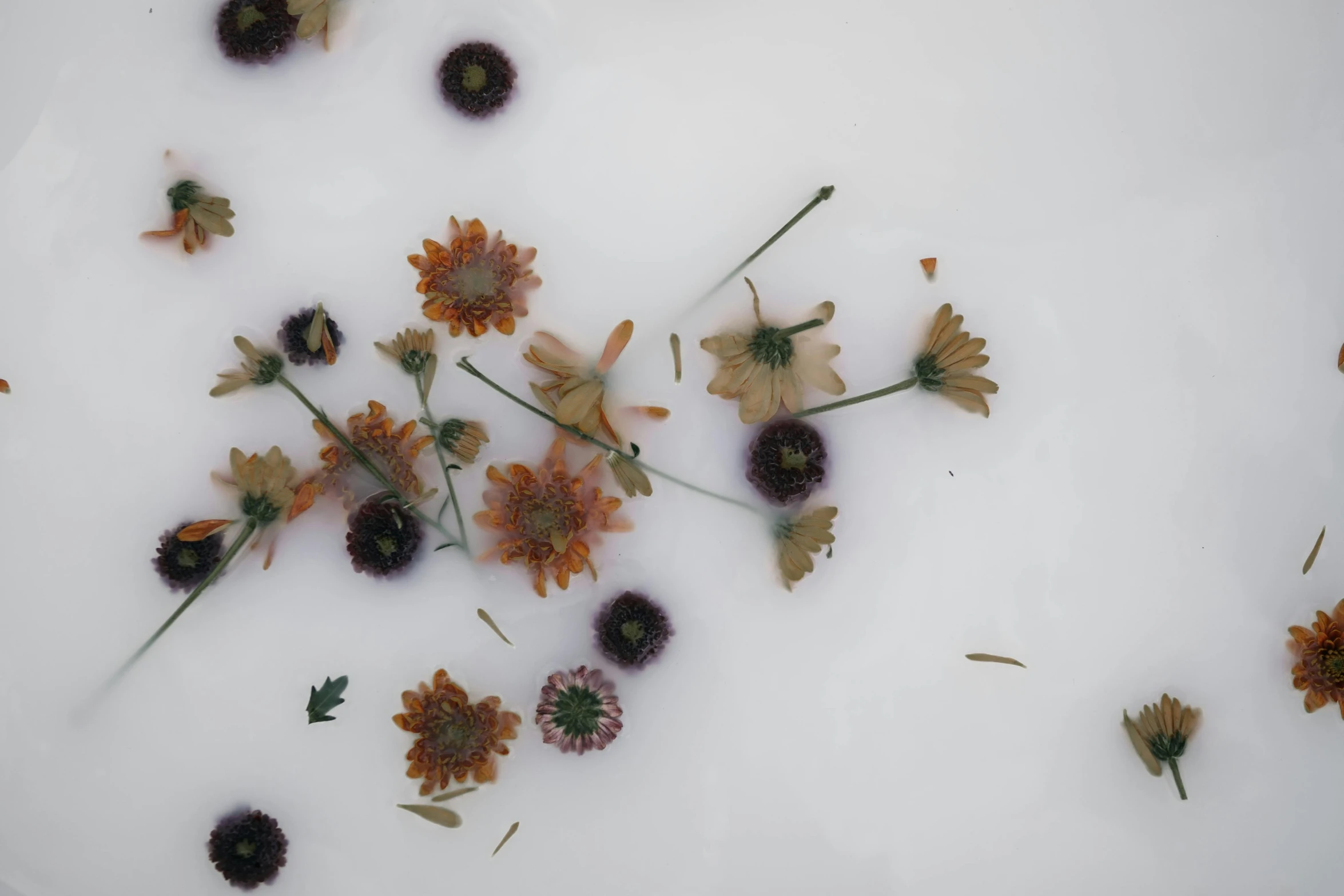 wildflowers in oil being used to decorate wall