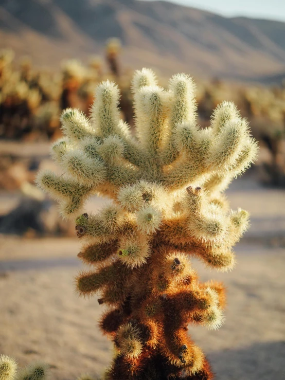 a very pretty tall cactus tree in a big desert