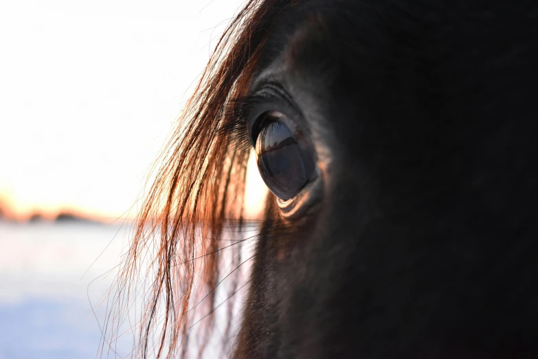 the outside of a horse's eye at sunset