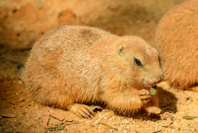 two brown animals walking in the dirt near each other