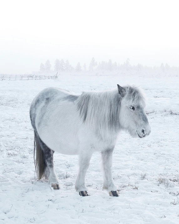the grey horse is walking through the snow