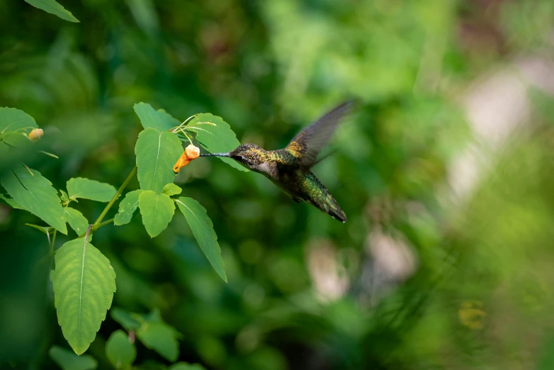 a hummingbird is flying into a flower that is just on a plant