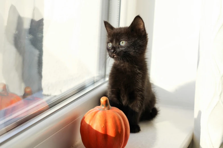 a little kitten sitting on top of a window sill next to a small pumpkin