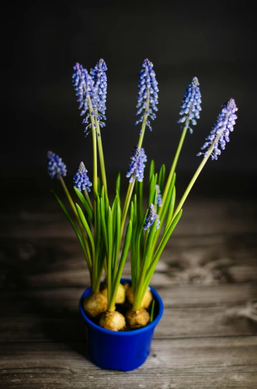 several purple flowers in a blue pot of potatoes