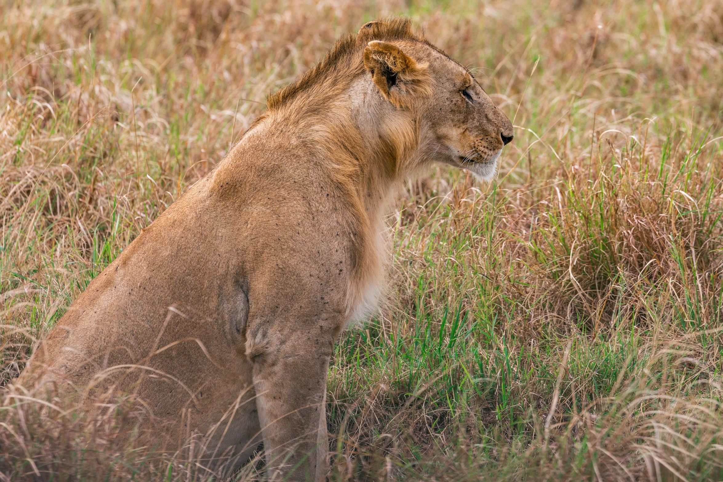 a lion is sitting in the tall grass