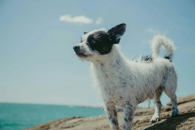 an image of a dog with some kind of expression on it's face